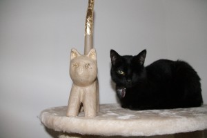 Ergebnis Katze mit Pirat 2