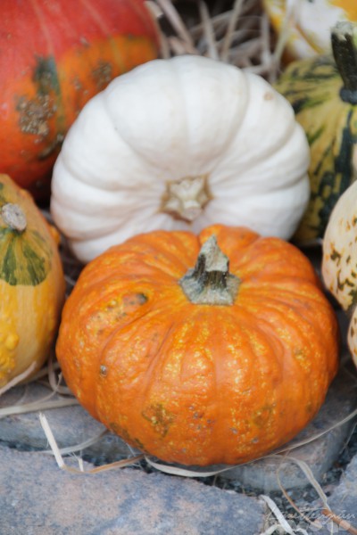 Herbstdeko und Kürbisliebe
