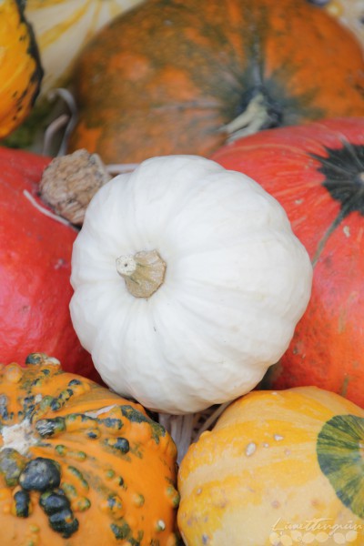 Herbstdeko und Kürbisliebe